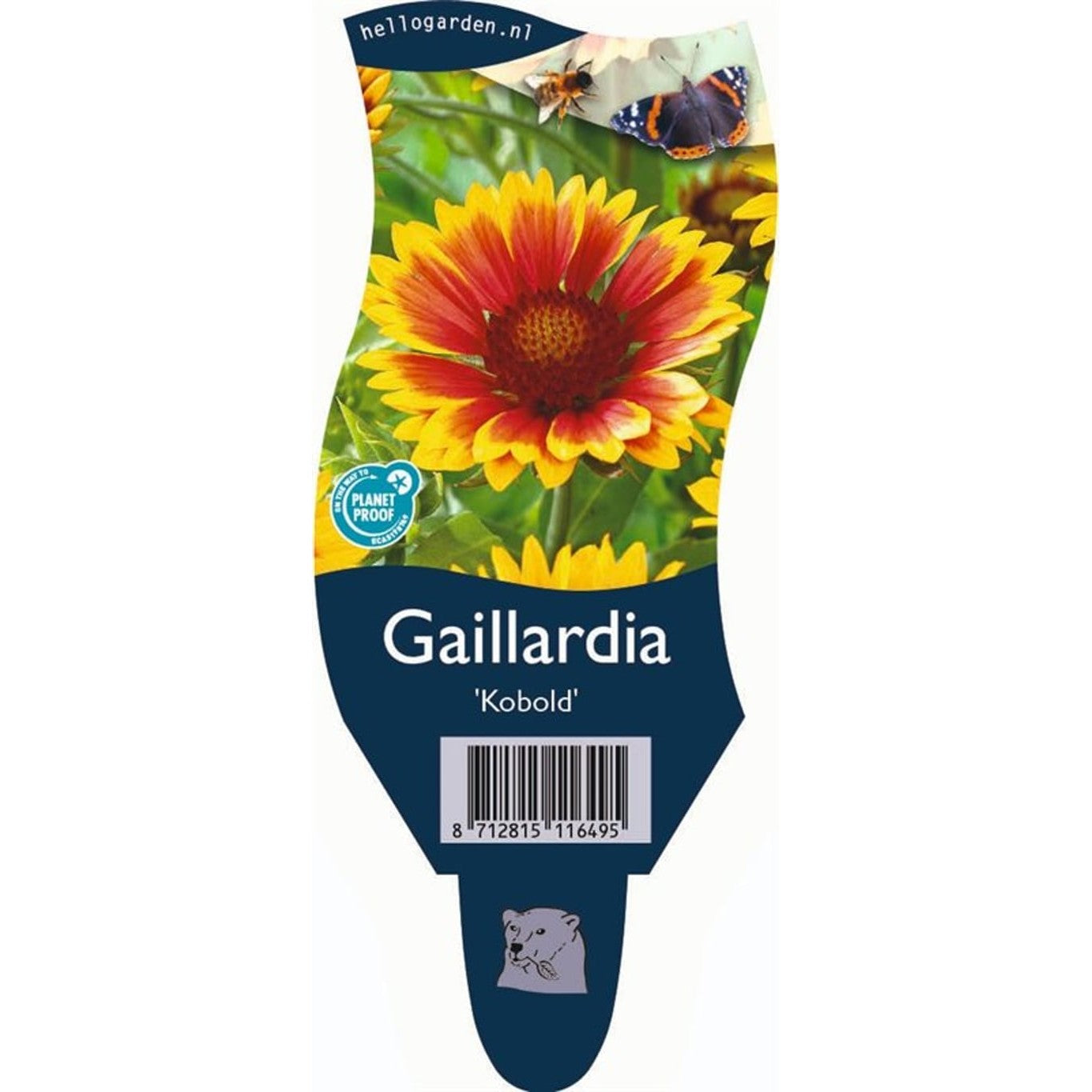 Kokardblomster – Gaillardia 'Kobold' - P11